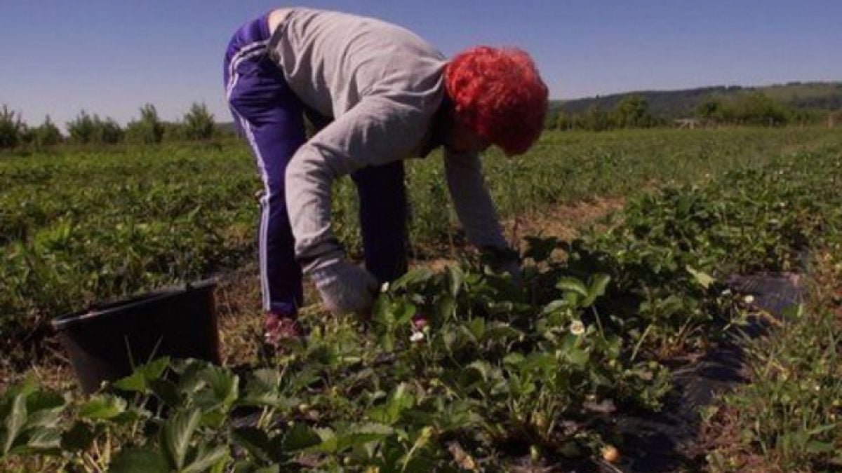 Брутална експлоатация на наши гурбетчии в Нидерландия, работят за стотинки