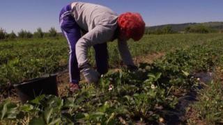 Брутална експлоатация на наши гурбетчии в Нидерландия, работят за стотинки