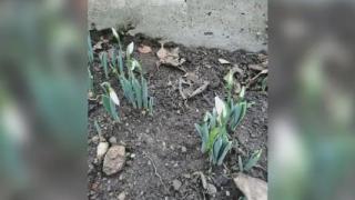 Чудо в Смолян: Всички се чудят какво ще става с природата и с хората