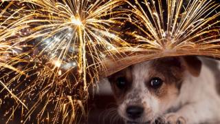 Горещ апел към софиянци и гостите на столицата за новогодишната нощ