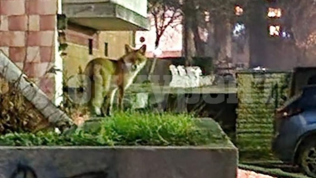 Лисица броди из улиците в Козлодуй, а граждани алармират, че... СНИМКИ