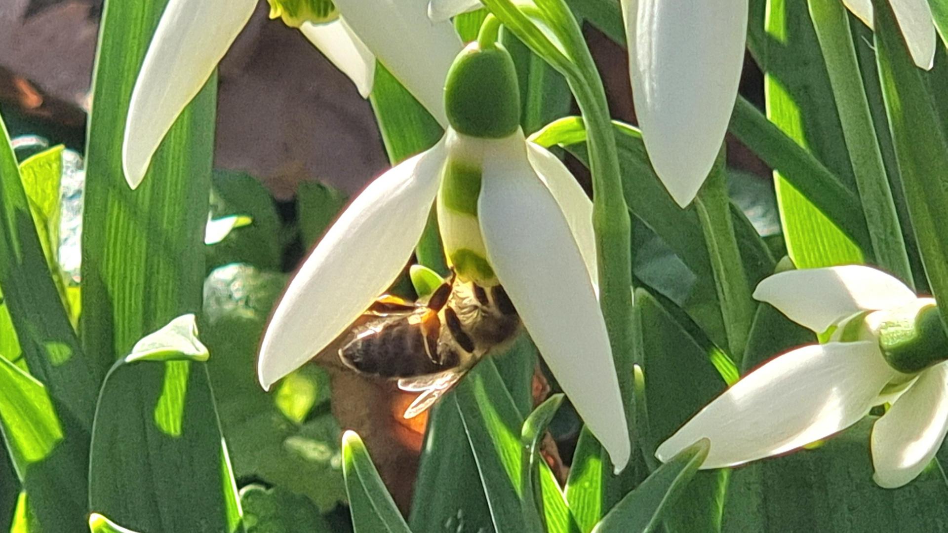 Януарско чудо смая асеновградчани  СНИМКИ