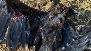Откриха убит легендарния Арда край Истанбул