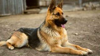 Путин се изгуби в Рила, дирят го под дърво и камък 