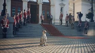 Ето какво се случва с най-известното куче в България ВИДЕО 