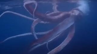 Гигантско чудовище, плуващо до бреговете на Япония, бе уловено на спиращо дъха ВИДЕО