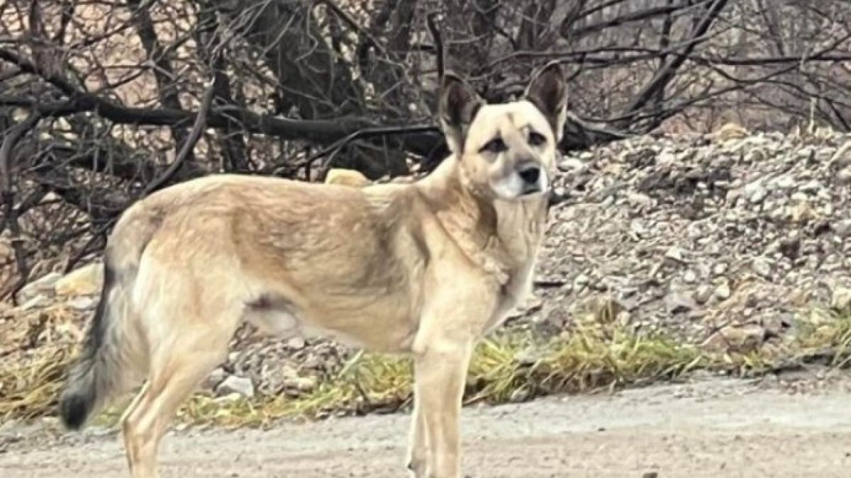 Брутално зверство над куче в Перник СНИМКИ