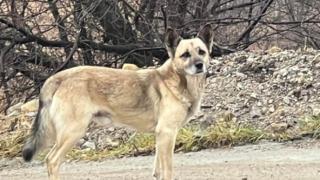 Брутално зверство над куче в Перник СНИМКИ
