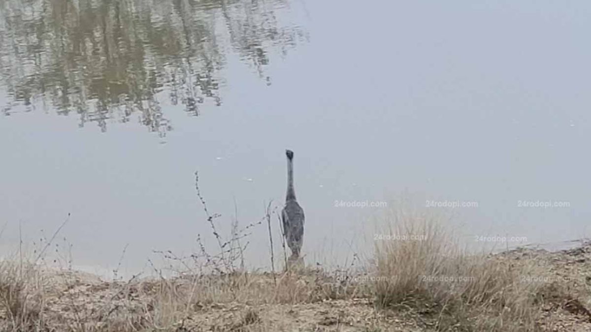 Шокираща гледка в кърджалийско село, местните не вярват на очите си СНИМКИ 