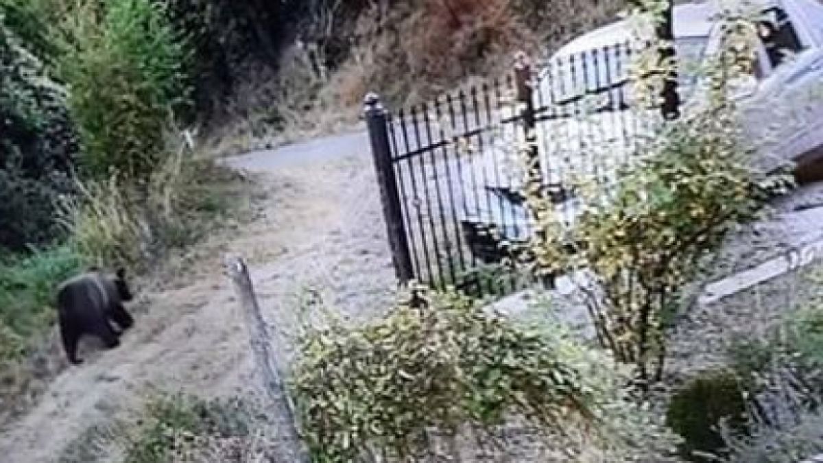 Опасни стръвници изправиха косите на хората:  Ядат добитък, чупят кошери...