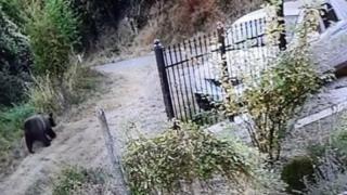Опасни стръвници изправиха косите на хората:  Ядат добитък, чупят кошери...
