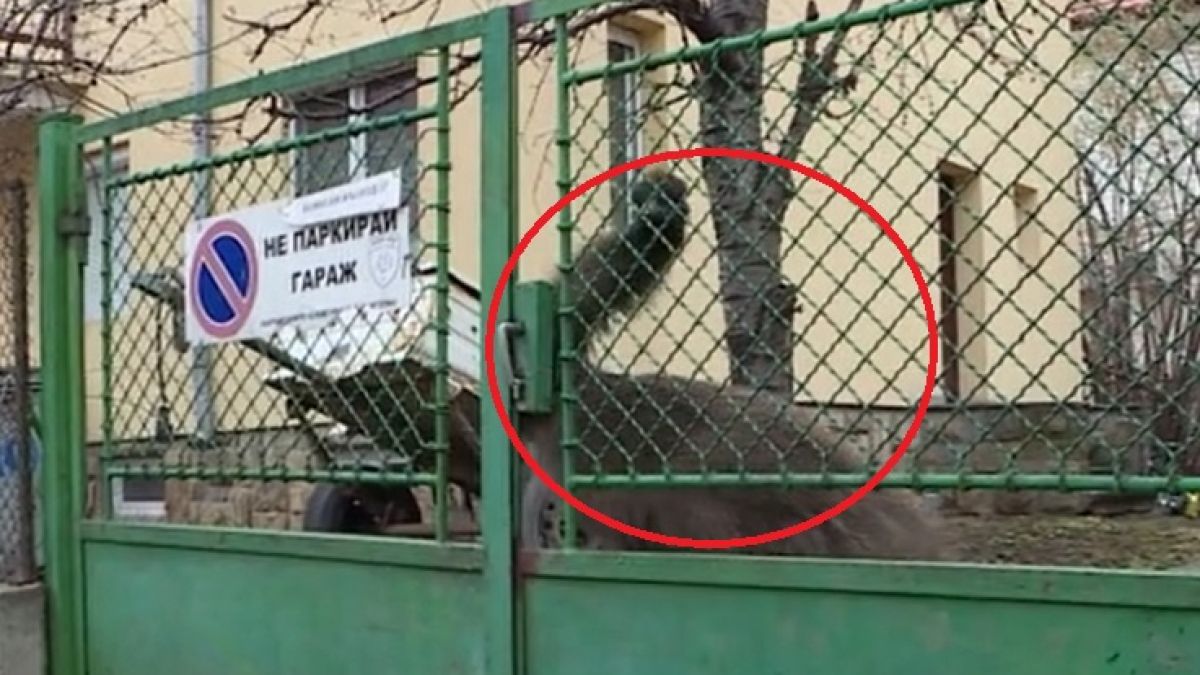 Изненада в "Манастирски ливади" в София, в квартала живее... ВИДЕО
