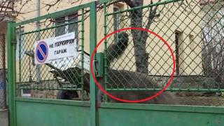Изненада в "Манастирски ливади" в София, в квартала живее... ВИДЕО