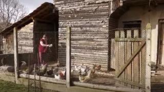 Кокошки в ловешко село снасят зелени яйца, не е за вярване колко са полезни