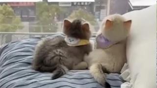 Котенца, възхитени от снеговалежа, умилиха мрежата ВИДЕО