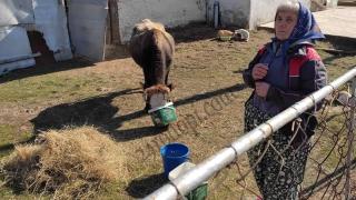 В Кърджали показаха дали краварката е в левия ъгъл: Хич съкънтъ йок! ВИДЕО