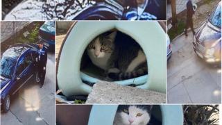 Копаем дъното: Гъзар с мерцедес стори нещо гадно на бездомно коте в Пловдив ВИДЕО