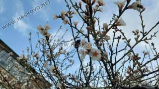 Аномалия насред февруари шашна хасковлии СНИМКИ 