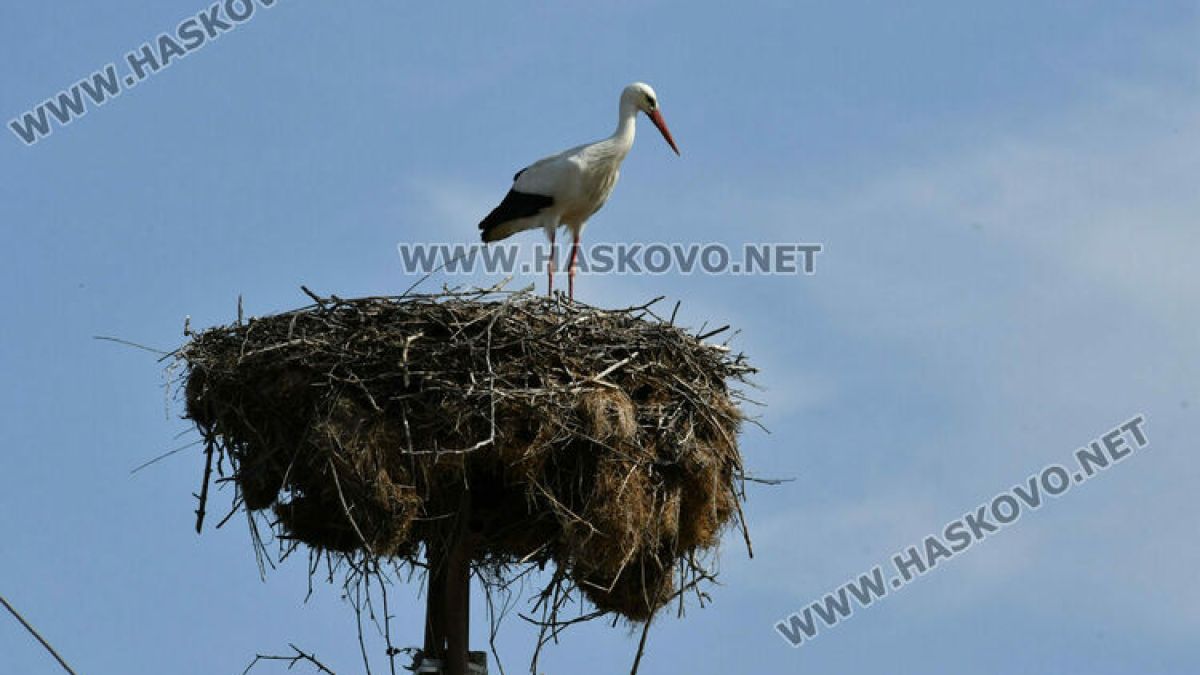 В Хасковско ликуват, Дончо се завърна СНИМКИ 