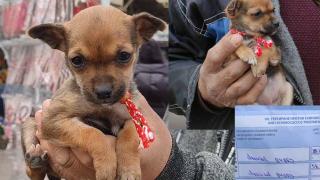 Треперещото куче Биртанем разтопи сърцето на родопчанин ВИДЕО