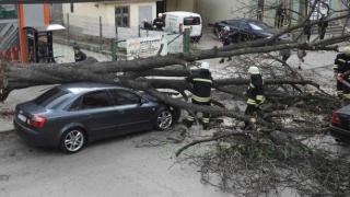 Огромно дърво се сгромоляса върху кола в Харманли, а шофьорът... ВИДЕО 