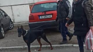 Кървав ужас с доберман във Варна, стопанинът гледа безучастно ВИДЕО 