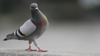 Поличба: Не е за вярване какво вещае гълъб на прозореца ви