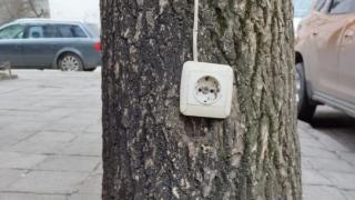 Цяла Варна се чуди защо на това дърво има... СНИМКА