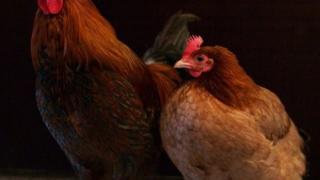 Бум в продажбата на живи кокошки, хората ги купуват, за да... 