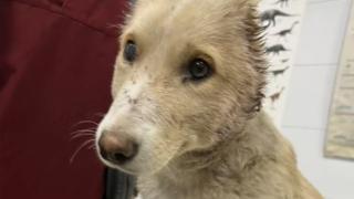 Има и дете сред задържаните за жестокостта към кученцето Фейт