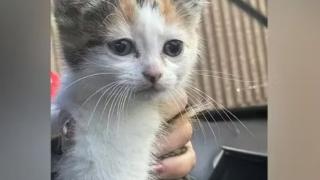 Котенце-герой спаси шестчленно семейство от смърт, но...