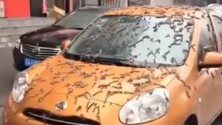 "Дъжд от червеи" се изсипа над Китай ВИДЕО 