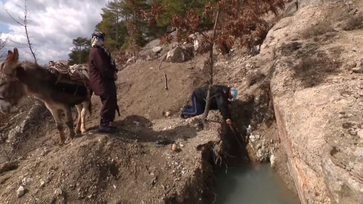 "Черното злато" на Родопите - богатство, което всеки иска да пипне ВИДЕО