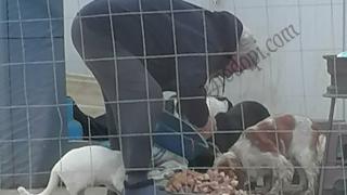 Що са дивотия? Пенсионер събира глутница кучета със сурово месо ВИДЕО