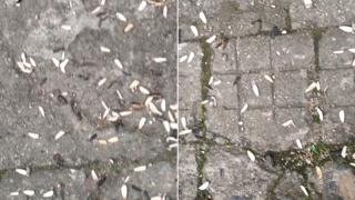 Гнусна гледка в Карлово изнерви жена, нападна учителите и директорите ВИДЕО
