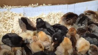 3 лева „италианска“ инвестиция - новия хит на пазара ВИДЕО 