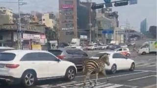 Шофьори и минувачи в паника от тази гледка на пътя ВИДЕО 