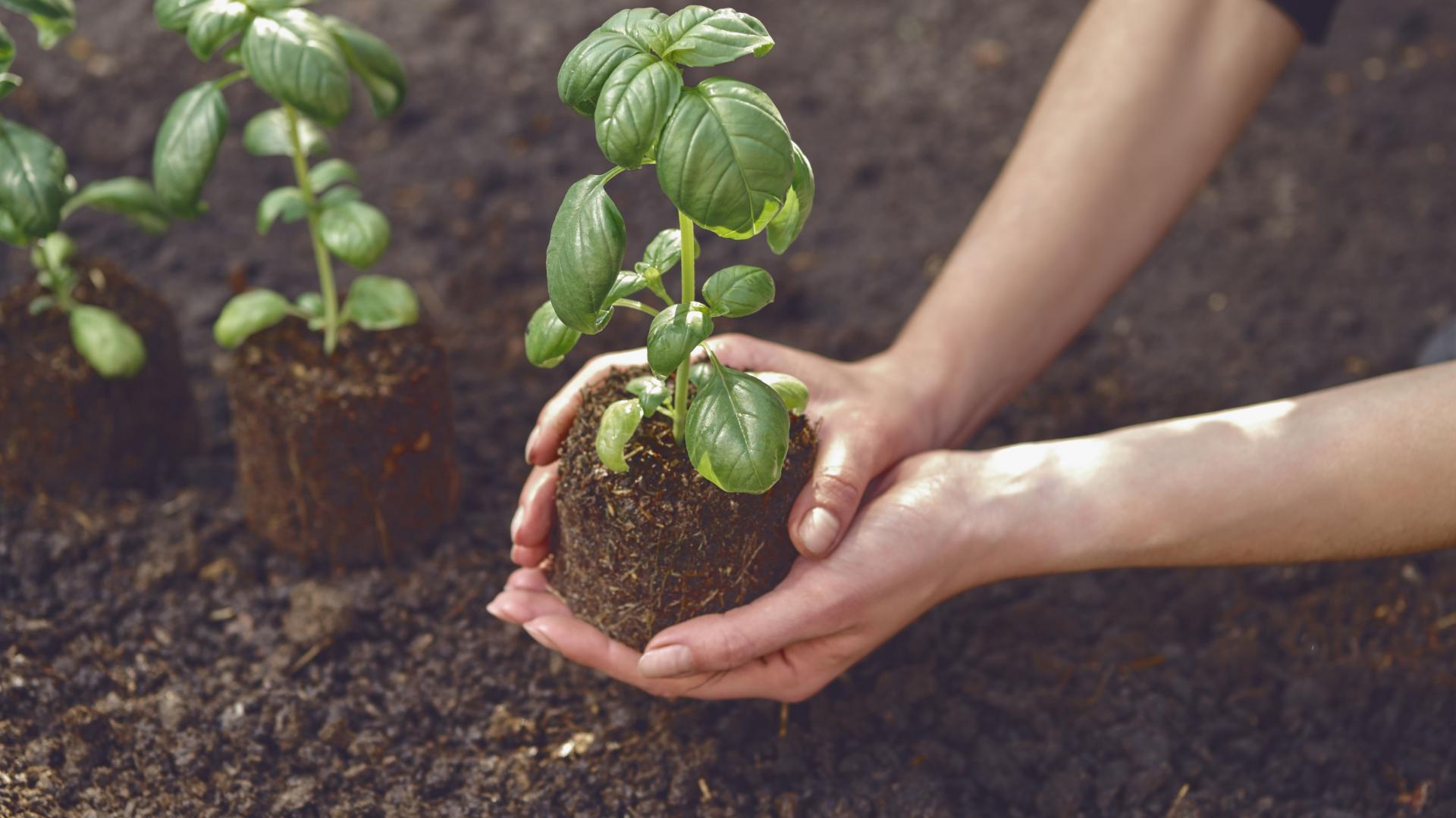 По-добри от пречиствателите на въздух: 15 стайни растения, според списъка на НАСА