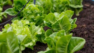 Внимавайте! На българския пазар плъзна опасен продукт ВИДЕО