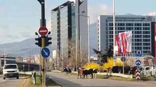 Говеда искат да налазят Терминал 1 в София, ето какво се случва 