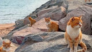Обичате котки? Тази дестинация ще ви се стори като Рай на Земята ВИДЕО