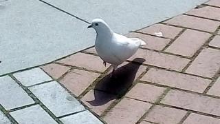 Варненци се кръстят заради чудо рано сутринта край Морския храм "Св. Николай Чудотворец" СНИМКА