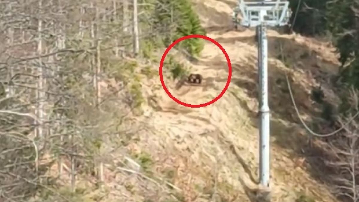 Опасно ВИДЕО: Мечка изненада работници в Родопите и...