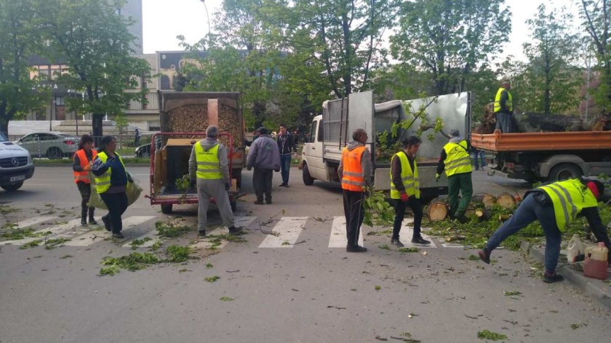 Огромно дърво се сгромоляса на пъпа на Варна СНИМКИ 