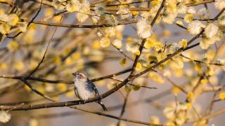 Притеснително: Тези любими птички изчезват от България ВИДЕО