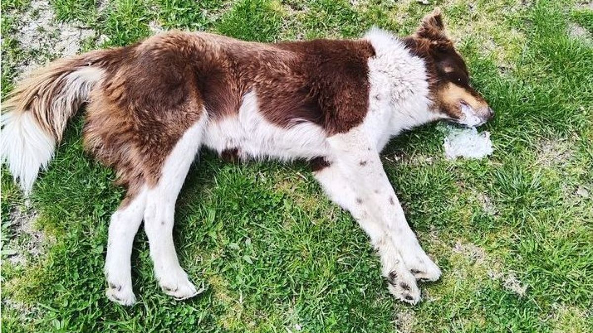 Жестоко убийство разбуни Благоевград 