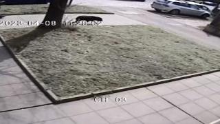 Ужас! Куче от опасна порода всява паника в столичен квартал, а собственикът му... СНИМКИ