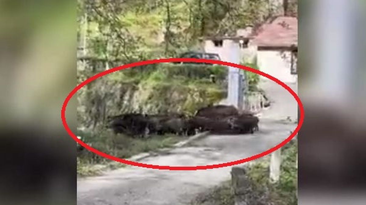 Опасни зверове минаха посред бял ден в казанлъшко село и ето какво се случи ВИДЕО 