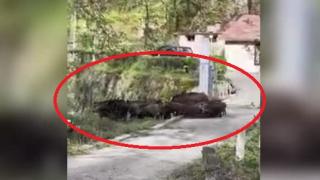 Опасни зверове минаха посред бял ден в казанлъшко село и ето какво се случи ВИДЕО 