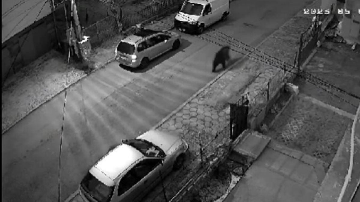 Огромна мечка препуска по улиците на Владая, столичани бягат паникьосани ВИДЕО